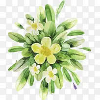 手绘春意盎然的菊花植物