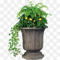 生长的花