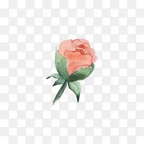 手绘花苞