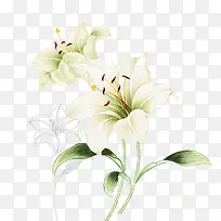 线条手绘白色花朵