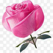 粉色淡雅玫瑰花朵