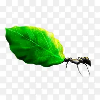 蚂蚁与绿叶