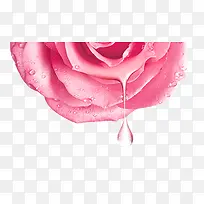 粉色滴水玫瑰
