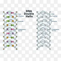 DNA结构向量示意图