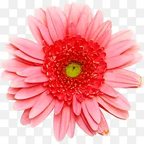 粉红花朵鲜艳菊花