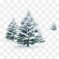 冬季松树素材