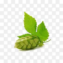 啤酒花 透明图 啤酒花绿色