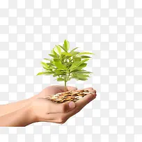 双手捧金币发财树高清免扣素材