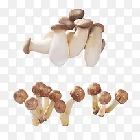 一堆堆的小蘑菇
