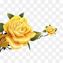 美丽的黄玫瑰简图