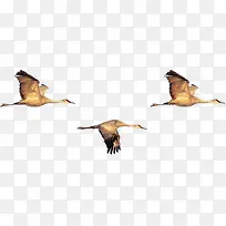 三只飞鹤