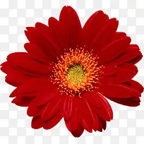 红色菊花花朵图片装饰