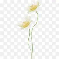 中秋节白色手绘花朵
