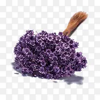 紫色蜡菊花束图片素材
