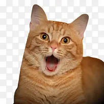 惊讶的猫咪