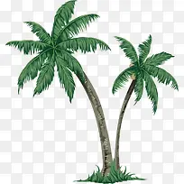 海南椰树免抠图