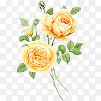 水彩手绘浅黄色玫瑰花