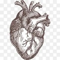 手绘黑色人体器官心脏