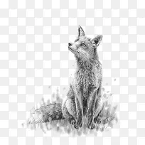 素描狐狸