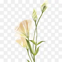 百合白色花