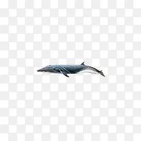 黑白鲸鱼