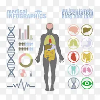 矢量人体分析图