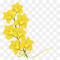 黄色蝴蝶兰花