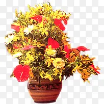 手绘黄色花朵蝴蝶兰植物