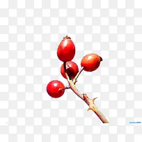 红色浆果