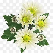 白色的菊花产品实物