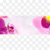 香水花瓣唯美背景banner