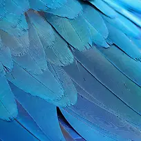 漂亮的蓝色羽毛