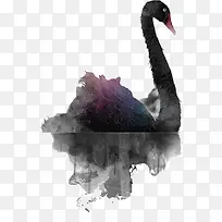 手绘黑天鹅