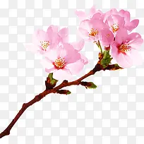 花枝粉色桃花图片