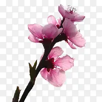 粉红桃花花朵花枝装饰图片