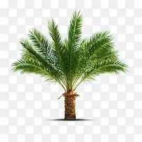 笔直的椰树