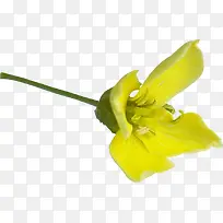 一支黄色花朵