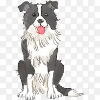 手绘插画风格边牧狗狗正面