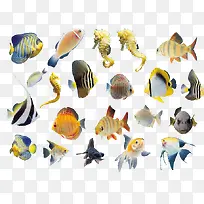 热带各种鱼