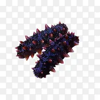 紫色海参