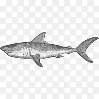 灰色手绘磨砂鲨鱼