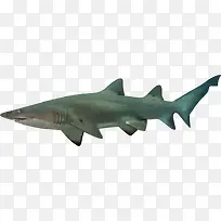 绿色凶猛大海鲨鱼