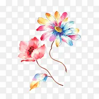 彩色菊花与蜀葵图片素材