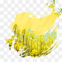 一片油菜花