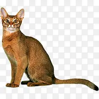 黄色的的猫
