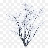 落满雪的树