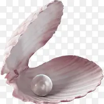 粉色唯美扇贝珍珠素材图案