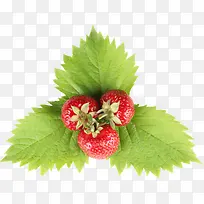 山草莓图片