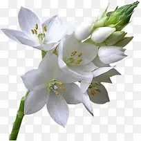 九里香白色花朵花枝装饰