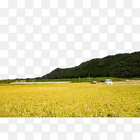 麦子地收麦子场景